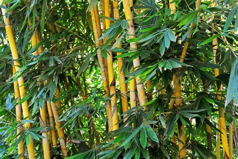 Exploring the Mystical Properties of Bamboo in Witchcraft